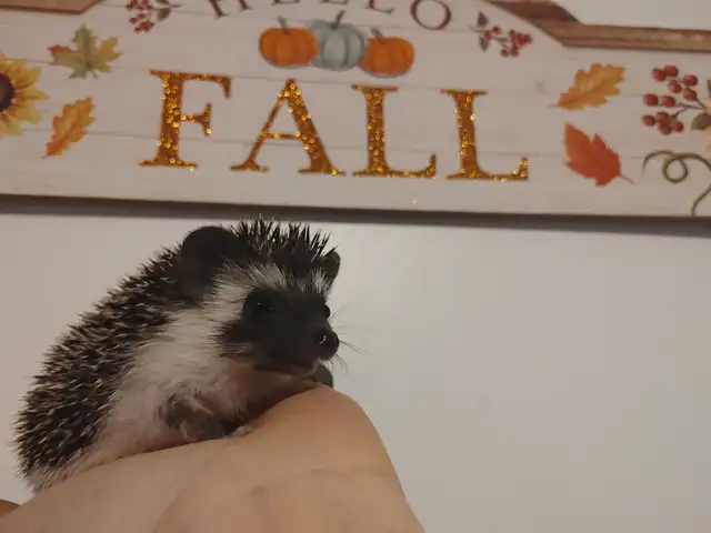 Cory! Sweet dark masked S&p baby boy hedgehog!!