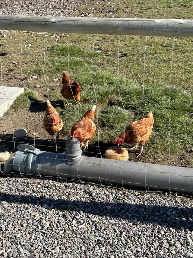 Laying Hens