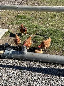 Laying Hens