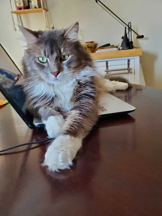 Meet Leo!