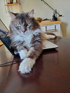 Meet Leo!
