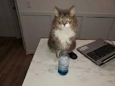 Meet Leo! - Photo 2