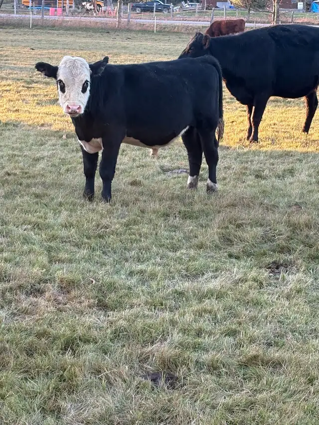 Feeder calves