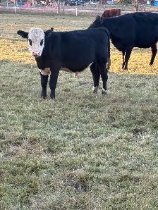 Feeder calves