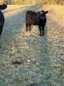 Feeder calves - Photo 2
