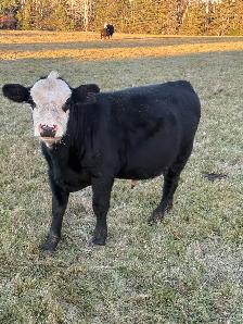 Feeder calves - Photo 3