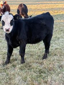 Feeder calves - Photo 4