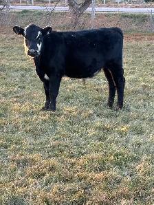 Feeder calves - Photo 5