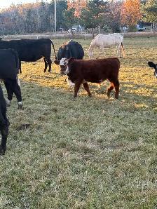 Feeder calves - Photo 6