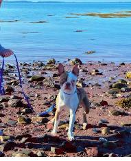 Boston terrier to give away