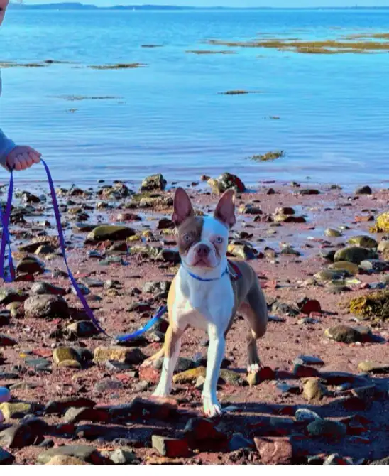 Boston terrier