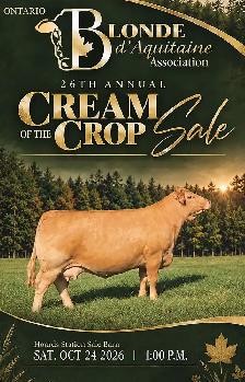 Blonde d'Aquitaine Cream of the Crop Sale
