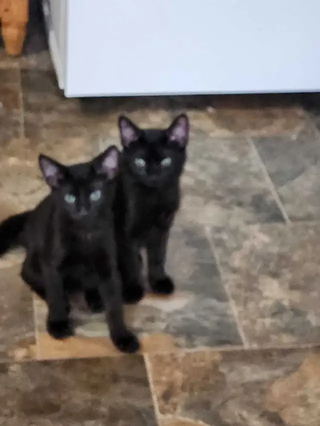 free two brother kittens 6mth old to good homr