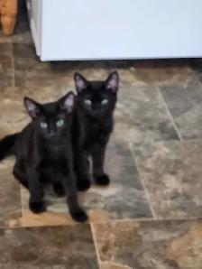 free two brother kittens 6mth old to good homr