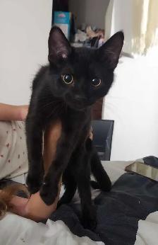 free two brother kittens 6mth old to good homr - Photo 2