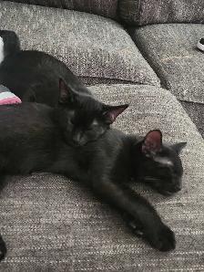 free two brother kittens 6mth old to good homr - Photo 3