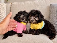 Chiots caniche toy de disponible