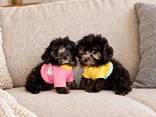 Chiots caniche toy de disponible - Photo 2