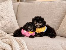 Chiots caniche toy de disponible - Photo 3