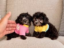 Chiots caniche toy de disponible - Photo 4