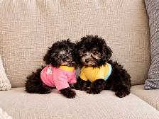 Chiots caniche toy de disponible - Photo 5