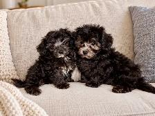 Chiots caniche toy de disponible - Photo 6