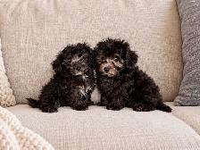 Chiots caniche toy de disponible - Photo 7
