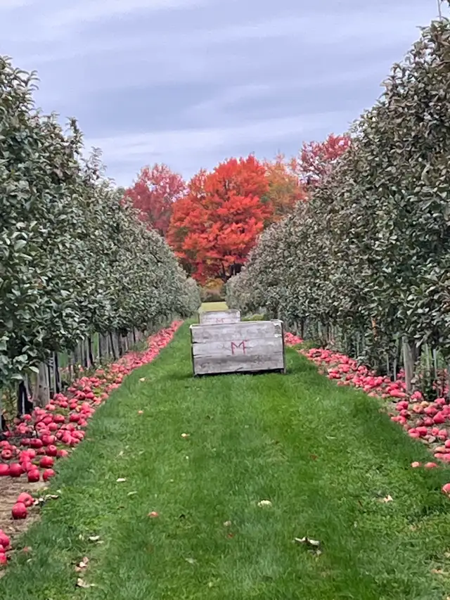 drop apples