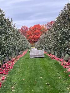 drop apples