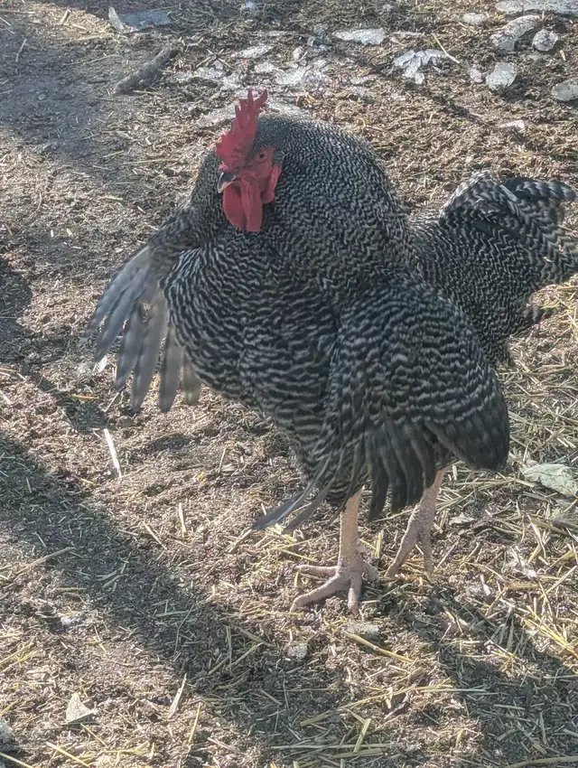 Trio Plymouth Barred Rocks