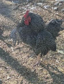 Trio Plymouth Barred Rocks