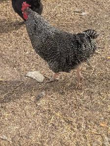 Trio Plymouth Barred Rocks - Photo 2