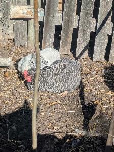 Trio Plymouth Barred Rocks - Photo 3
