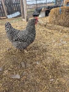Trio Plymouth Barred Rocks - Photo 4
