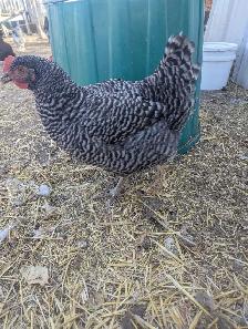 Trio Plymouth Barred Rocks - Photo 5