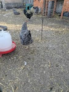 Trio Plymouth Barred Rocks - Photo 6