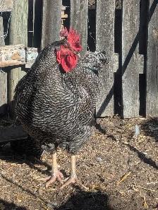 Trio Plymouth Barred Rocks - Photo 7