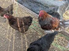 Blue Partridge Wyandotte Trio - Photo 4