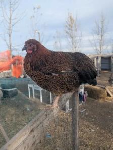 Blue Partridge Wyandotte Trio - Photo 5