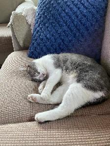 Cat free to good home