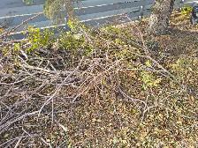 ELM tree wood & Branches