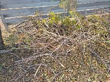 ELM tree wood & Branches - Photo 2