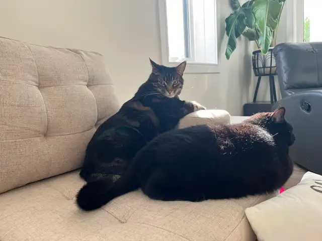 2 male Spoiled and Fixed cats to give away -very affectionate