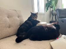 2 male Spoiled and Fixed cats to give away -very affectionate