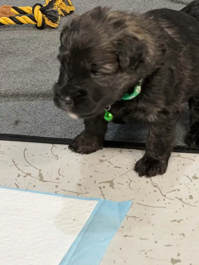 bouvier Des Flandres