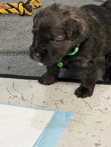 bouvier Des Flandres