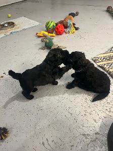 bouvier Des Flandres - Photo 2