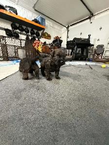 bouvier Des Flandres - Photo 3