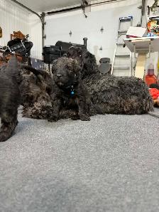 bouvier Des Flandres - Photo 4