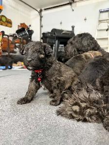 bouvier Des Flandres - Photo 5